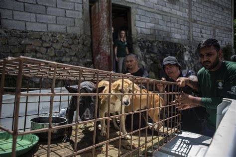 humane society international scandal|A notorious Indonesian animal market has ended its brutal dog .